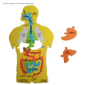 پازل فومی اعضای بدن